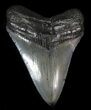 Fossil Megalodon Tooth - South Carolina #41145-1